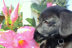 dog with flower